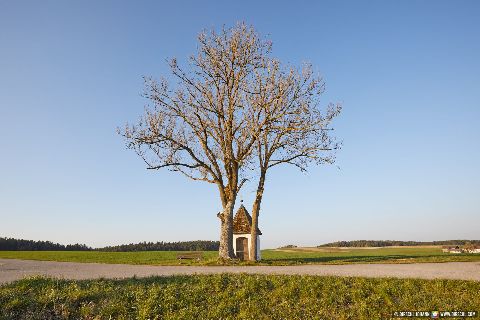 Gemeinde Wurmannsquick Landkreis Rottal-Inn Martinskirchen Bildstock Kapelle Baum (Dirschl Johann) Deutschland PAN